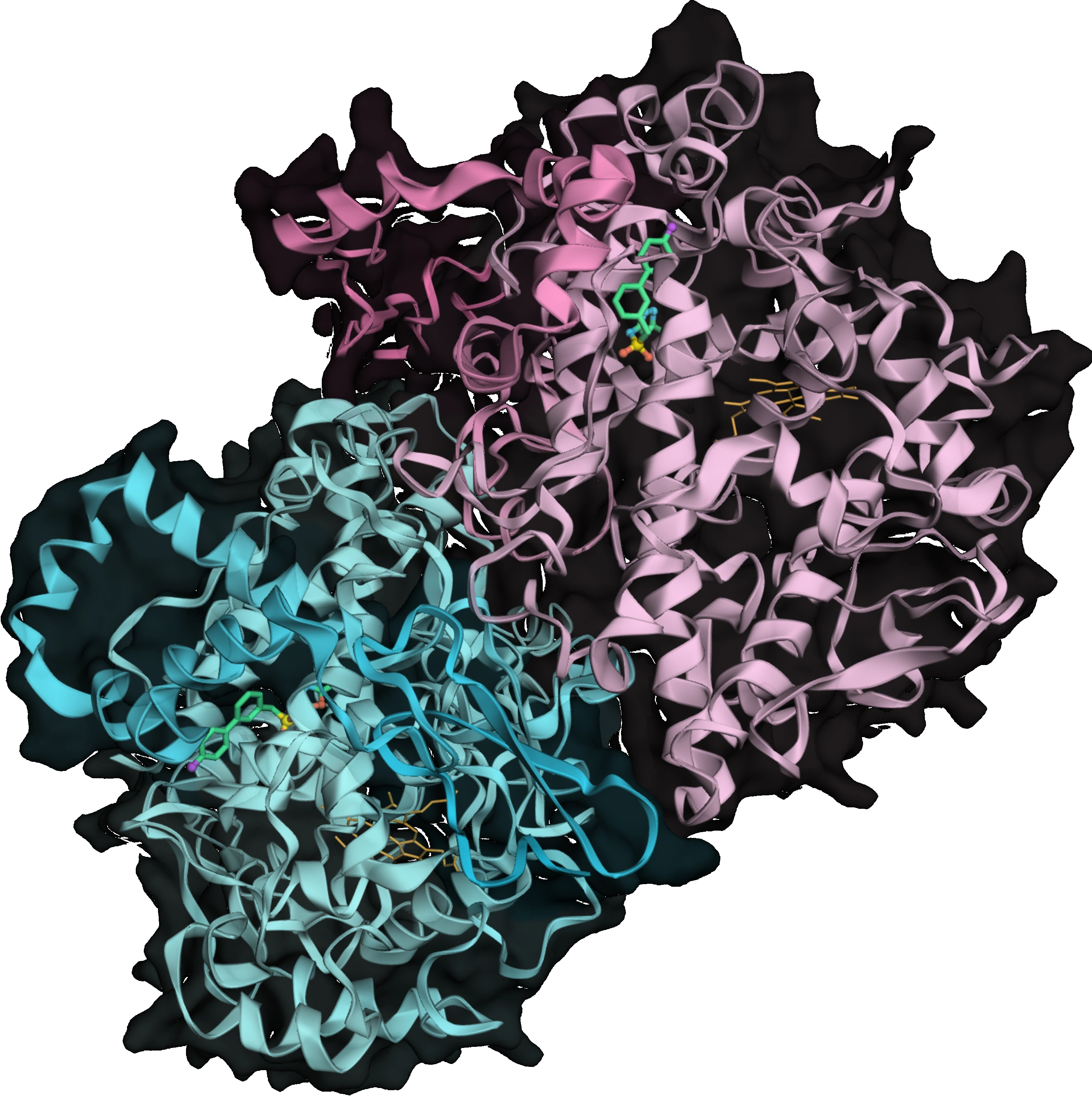 Protein-ligand complex — COX-2 with MAI inhibitor
